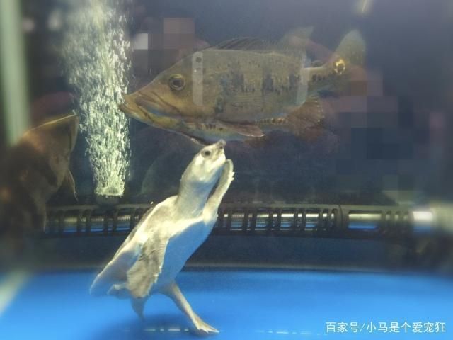 人工飼養(yǎng)豬鼻龜怎么繁殖：人工繁殖豬鼻龜繁殖視頻(豬鼻龜怎么繁殖 豬鼻龜百科 第4張