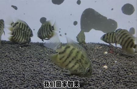 如何判斷觀賞魚是否成熟：如何判斷觀賞魚是否已經(jīng)成熟 觀賞魚百科 第6張