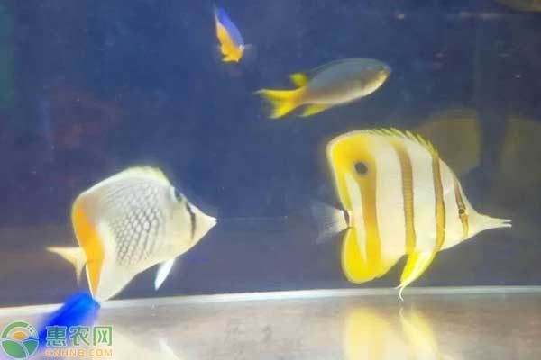 魚缸水質(zhì)檢測與調(diào)整指南：關(guān)于魚缸水質(zhì)檢測與調(diào)整的詳細(xì)指南