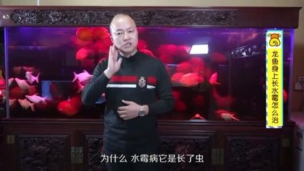 龍魚長水霉怎么辦：龍魚水霉病是一種常見疾病，龍魚長水霉怎么辦， 龍魚百科