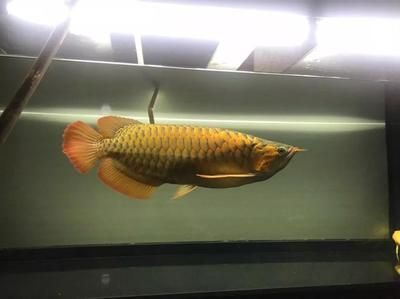 龍魚(yú)燈怎么擺放好：龍魚(yú)燈的擺放位置 龍魚(yú)百科 第5張