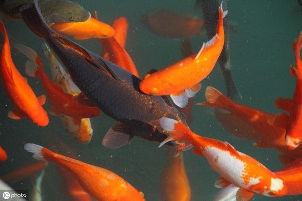 大型水族館：世界上第一個(gè)大型水族館