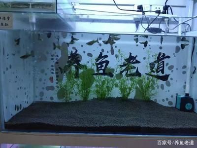 觀賞魚專用鹽的選購技巧：觀賞魚專用鹽的選購技巧觀賞魚專用鹽的選購技巧 觀賞魚百科 第3張