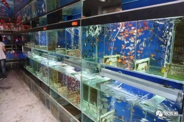 開水族館賣觀賞魚一年收入多少：開水族館出售觀賞魚 水族館百科（水族館加盟） 第2張