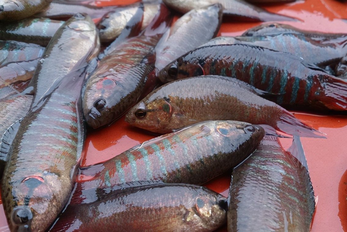 觀賞魚市場增長的主要驅(qū)動力：全球海水觀賞魚市場規(guī)模將進(jìn)一步完善，產(chǎn)業(yè)鏈將進(jìn)一步完善 觀賞魚百科 第5張