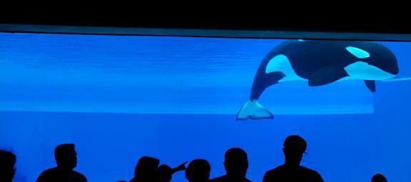 水族館店鋪里有什么動物嗎：水族館商店中可能有的動物及其詳細(xì)信息 水族館百科（水族館加盟） 第3張