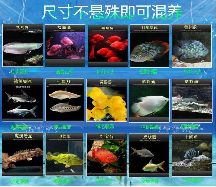 海里的龍魚(yú)什么樣：海里的龍魚(yú)是一類令人著迷的海洋生物 水族問(wèn)答 第2張