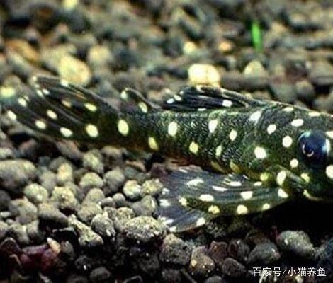 觀賞魚(yú)維生素缺乏的預(yù)防措施：如何預(yù)防觀賞魚(yú)維生素缺乏 觀賞魚(yú)百科 第3張