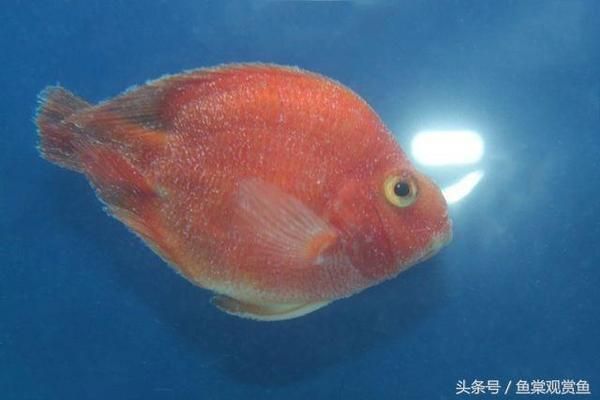 觀賞魚爛鰓病治療方法：關(guān)于觀賞魚爛鰓病的一些治療方法 觀賞魚百科 第5張