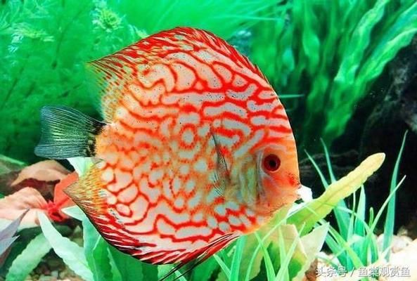 觀賞魚爛鰓病治療方法：關(guān)于觀賞魚爛鰓病的一些治療方法 觀賞魚百科 第4張