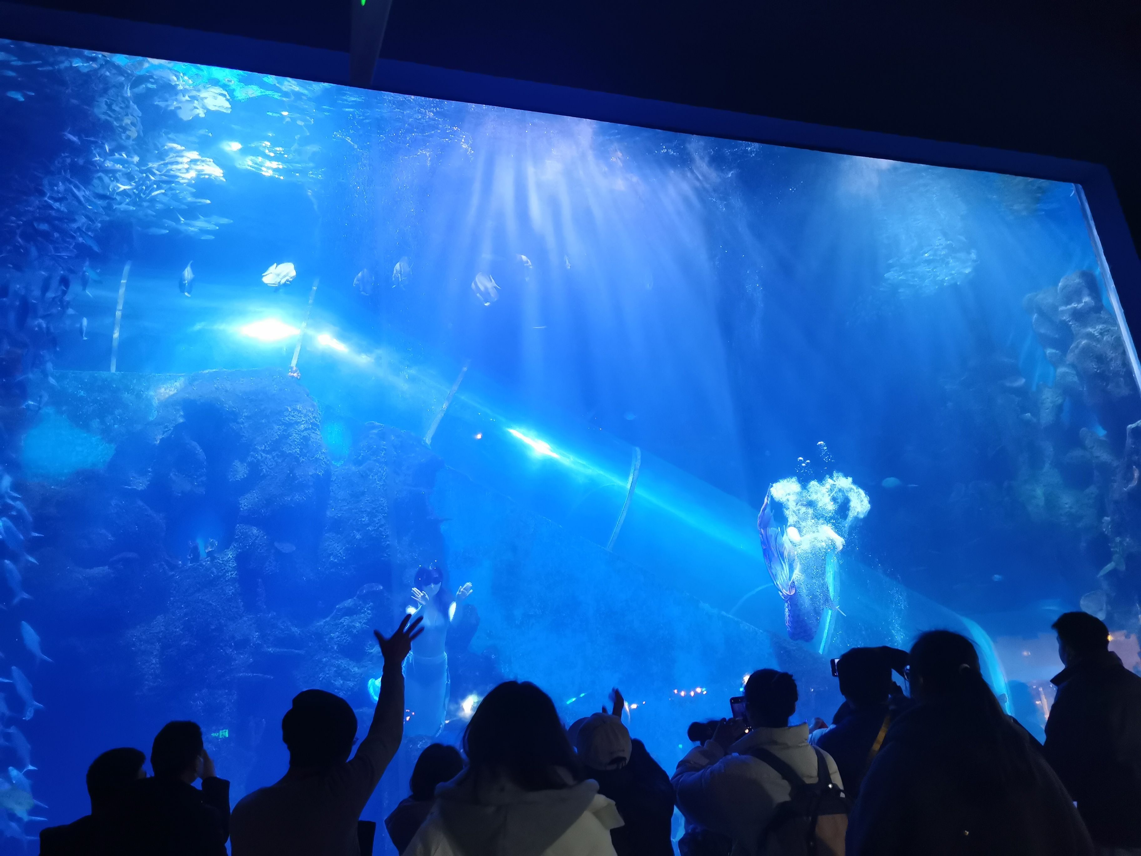 徐州水族館：徐州云龍湖水上世界最大的淡水魚展覽館徐州水族展覽館 全國觀賞魚市場 第3張