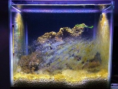 海龍和海龍魚有啥不同：海龍與海龍魚的區(qū)別 水族問答