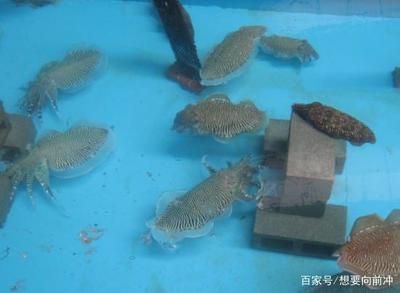 墨魚(yú)可以用魚(yú)缸養(yǎng)嗎視頻：墨魚(yú)可以用魚(yú)缸養(yǎng)嗎 魚(yú)缸百科 第2張