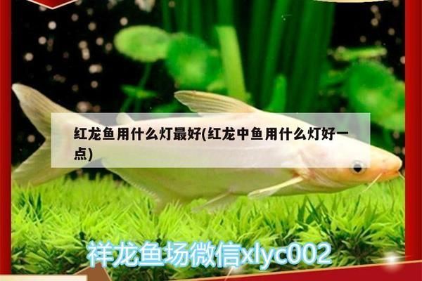 紅龍魚用什么燈好看：紅龍魚燈光對發(fā)色的影響 紅龍魚百科 第5張