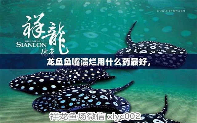 海龍魚的副作用與禁忌有哪些：關(guān)于海龍魚的5個(gè)疑問 水族問答 第2張