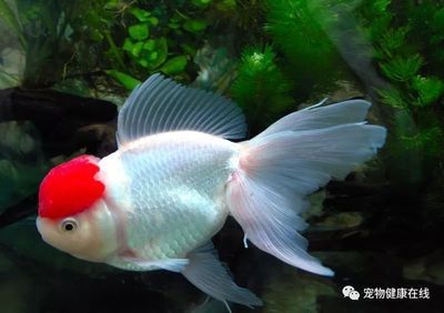 觀賞魚(yú)腸炎預(yù)防措施：如何預(yù)防觀賞魚(yú)腸炎 觀賞魚(yú)百科 第4張