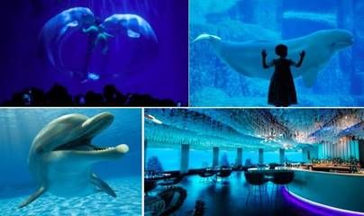 開一家水族館需要些什么？：開一家水族館需要準備什么 水族館百科（水族館加盟） 第5張