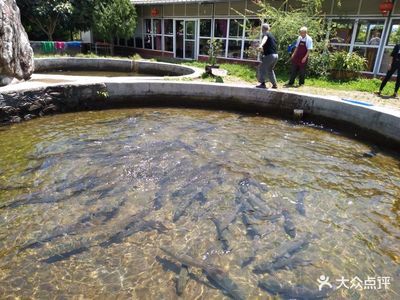 大理白族自治州龍魚專賣店：大理白族自治州水族店 全國(guó)觀賞魚市場(chǎng) 第2張