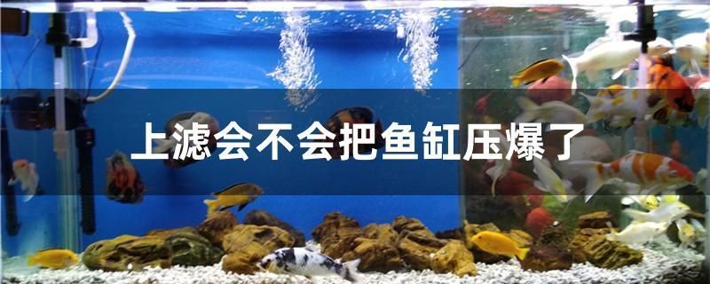 大理白族自治州龍魚專賣店：大理白族自治州水族店 全國(guó)觀賞魚市場(chǎng) 第4張