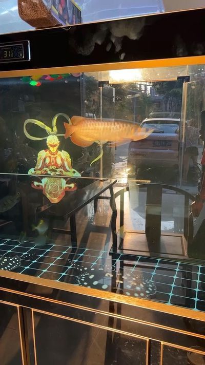 大理白族自治州龍魚專賣店：大理白族自治州水族店 全國(guó)觀賞魚市場(chǎng) 第8張