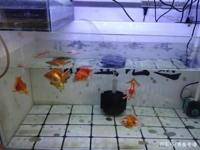 如何改善觀賞魚水質(zhì)：改善觀賞魚水質(zhì)是確保觀賞魚健康和活力的關(guān)鍵 觀賞魚百科 第6張