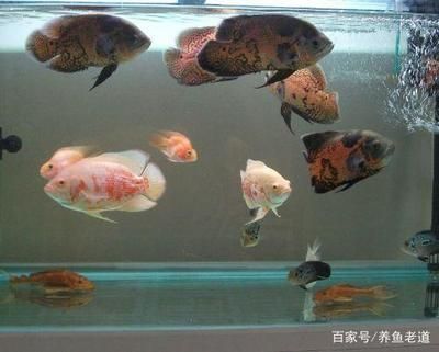 如何改善觀賞魚水質(zhì)：改善觀賞魚水質(zhì)是確保觀賞魚健康和活力的關(guān)鍵