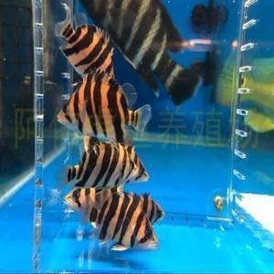 水族館養(yǎng)魚要注意些什么：水族館飼養(yǎng)魚類時(shí)需要注意的要點(diǎn)