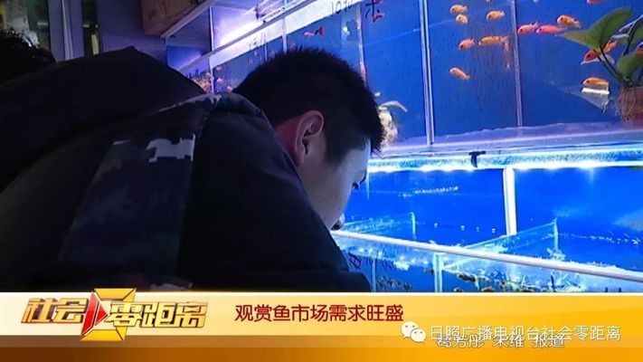 觀賞魚市場需求變化：觀賞魚市場主要變化 觀賞魚百科 第2張