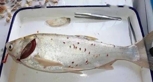 BD魟魚食欲不振的原因分析：-[需手動(dòng)填充]魚食欲不振的原因及其分析及其分析及其分析 魟魚百科 第1張