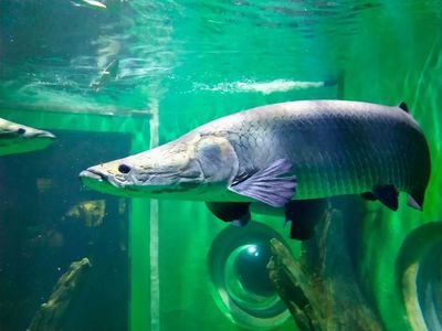 水族館名稱大全500種：全球500個著名水族館及其特色