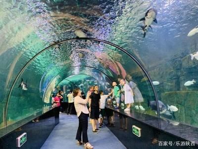 水族館屬于什么分類：極地海洋世界特色展覽,水族館科研項目案例分析 水族館百科（水族館加盟） 第4張