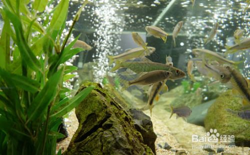 海龍魚干怎么吃：海龍魚干在食用之前需要泡發(fā)嗎？ 水族問答 第2張