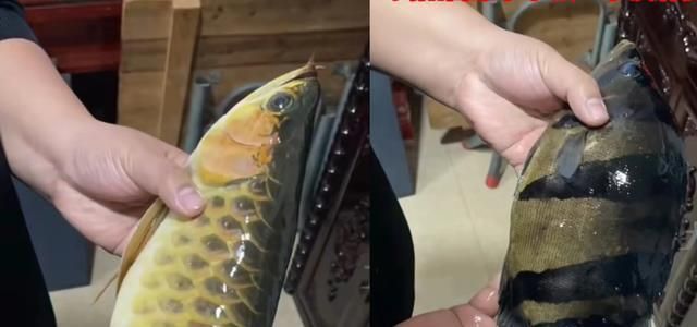 金龍魚換水前后行為對比：金龍魚在更換水體前后的行為變化引起了廣泛關(guān)注 金龍魚百科 第4張