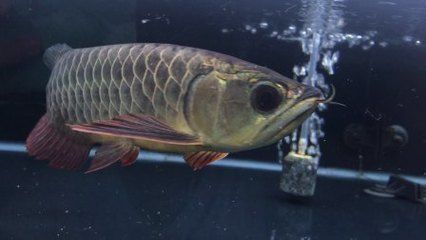 海龍魚干怎么吃才有效：海龍魚干怎么泡發(fā)，海龍魚干的烹飪方法和注意事項(xiàng) 水族問(wèn)答 第2張