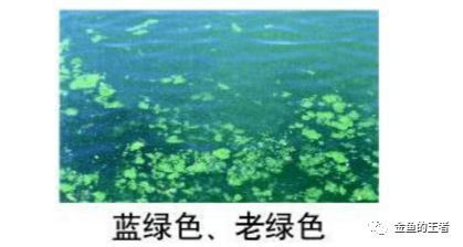 水族論壇辨別技巧分享：水族論壇識別技巧分享 龍魚百科 第6張