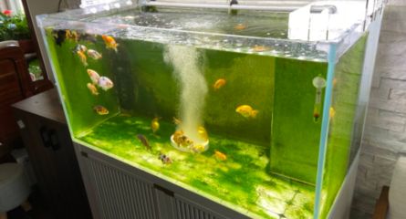 觀賞魚水質檢測指南：觀賞魚水質檢測方法 觀賞魚百科 第1張