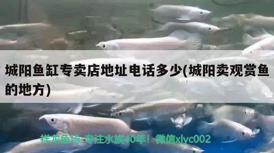 德陽龍魚專賣店：德陽二手魚缸批發(fā)市場 全國觀賞魚市場 第5張