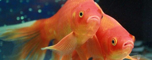 魟魚(yú)適宜pH值范圍：魟魚(yú)適合的ph值范圍是多少 魟魚(yú)百科 第5張