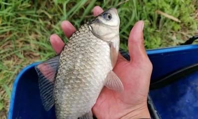 海龍魚館二號店地址：上海-海龍魚館二號店的營業(yè)時間是怎樣的 水族問答 第2張