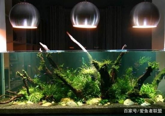 水族館加熱棒溫度怎么控制：如何控制水族館加熱棒溫度 水族館百科（水族館加盟） 第3張