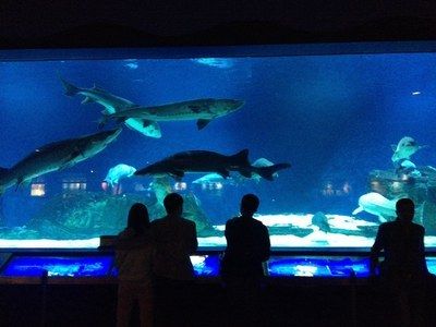 水族館 知乎：全球第一座水族館于北京海洋魚類及生物達千余種、數(shù)萬尾 水族館百科（水族館加盟） 第1張