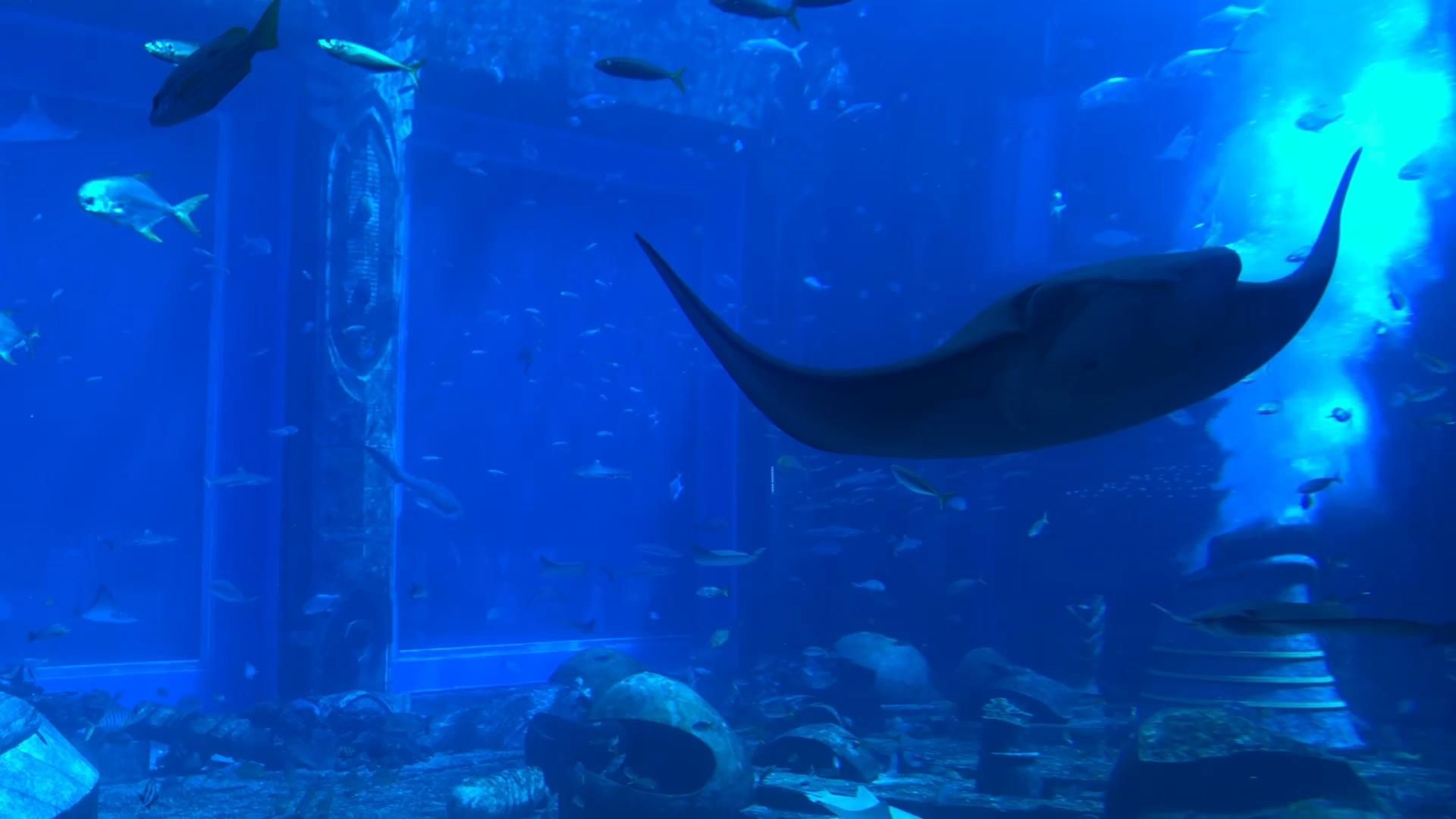 水族館 知乎：全球第一座水族館于北京海洋魚類及生物達千余種、數(shù)萬尾 水族館百科（水族館加盟） 第5張