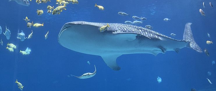 水族館附近有什么好吃的：上海海洋水族館附近甜品店，沖繩美麗海水族館美食排行榜