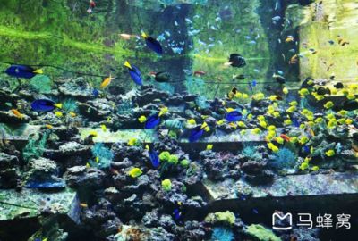 水族館附近有什么好吃的：上海海洋水族館附近甜品店，沖繩美麗海水族館美食排行榜 水族館百科（水族館加盟） 第5張