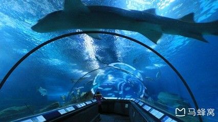 水族館附近有什么好吃的：上海海洋水族館附近甜品店，沖繩美麗海水族館美食排行榜 水族館百科（水族館加盟） 第4張