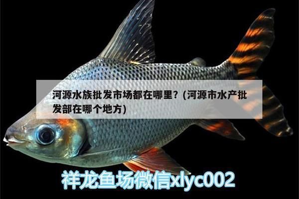 林芝龍魚專賣店：林芝水族館幼龍?zhí)暨x最帥的龍 全國觀賞魚市場 第2張