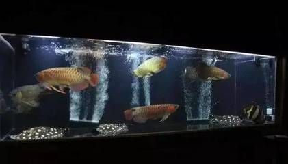 魟魚水質管理的日常技巧：[需手動填充]魚水質管理技巧 魟魚百科 第1張