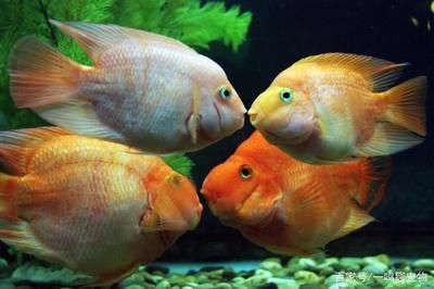 觀賞魚飼料添加劑選擇指南：觀賞魚飼料添加劑效果對比觀賞魚飼料添加劑選擇指南 觀賞魚百科 第2張