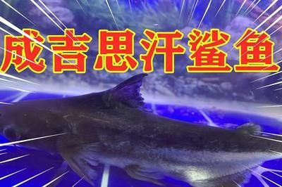 海龍魚是什么：關(guān)于海龍魚的疑問句 水族問答 第1張