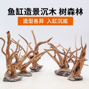 魚缸莫斯樹用什么慕斯：關于魚缸莫斯樹適用的莫斯種類及特點 魚缸百科 第3張